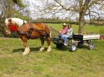 Avant-train hippomobile 2 roues mixte – Image 3