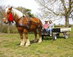 Avant-train hippomobile 2 roues mixte – Image 4
