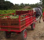 Plateau hippomobile de vendanges traction animale