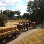 Plateau hippomobile agricole traction animale
