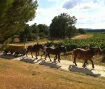Plateau hippomobile agricole traction animale – Image 5