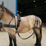 Harnais d'attelage cuir cheval de trait en simple