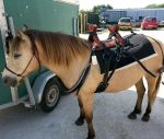Bât de randonnée pour cheval