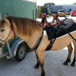 Bât de randonnée pour cheval