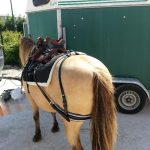 Bât de randonnée pour cheval – Image 3