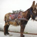 Bât de charge pour âne