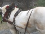 Harnais de traction en cuir – Image 5
