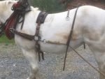 Harnais de traction en cuir – Image 6