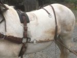 Harnais de traction en cuir – Image 7