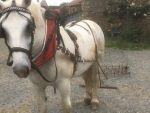 Harnais de traction en cuir – Image 2