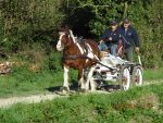 Calèche marathon endurance type L roues pneumatiques – Image 6