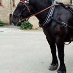 Collier d'attelage de ville