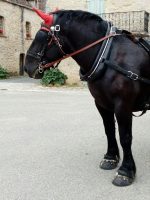 Collier d'attelage de ville