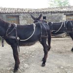 harnais d'attelage cuir pour ane en paire