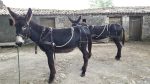 harnais d'attelage cuir pour ane en paire