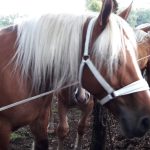 licol blanc cheval de trait