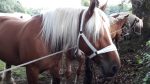 licol blanc cheval de trait