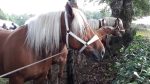 licol blanc cheval de trait – Image 2