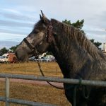 licol nylon renforcé cheval de trait