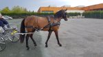 harnais d'attelage zilco classic – Image 4