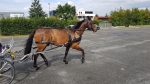 harnais d'attelage zilco classic – Image 5