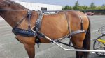 harnais d'attelage zilco classic – Image 6