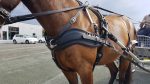 harnais d'attelage zilco classic – Image 3