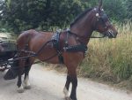harnais d'attelage zilco classic