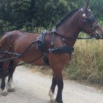 harnais d'attelage zilco classic