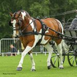 Harnais d'attelage zilco tedex