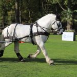 Harnais d'attelage zilco webz
