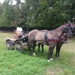 harnais d'attelage zilco zgb