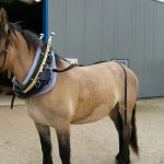 harnais traction simplifié en cuir