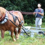 rouleau brise fougère à cheval