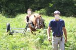 rouleau brise fougère à cheval – Image 2
