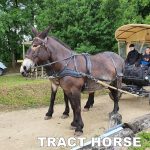 harnais en paire bricole anatomique