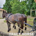 harnais en paire bricole anatomique – Image 4