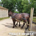 harnais en paire bricole anatomique – Image 6