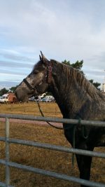 Licol titan cheval de trait