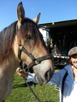 Licol titan cheval de trait – Image 2
