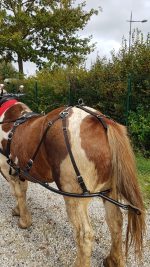 Bas cul vigneronne – Image 3