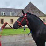 Bride de présentation percheron