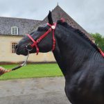 Bride de présentation percheron – Image 2