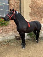 Bride de présentation percheron – Image 3