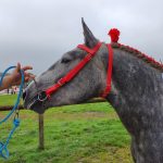 bride sans muserolle percheron – Image 2