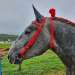 bride sans muserolle percheron – Image 3