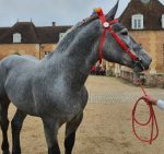 bride sans muserolle percheron