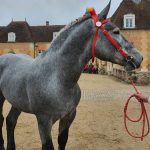 bride sans muserolle percheron