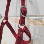 licol percheron – Image 2