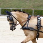 Harnais zilco classic cheval